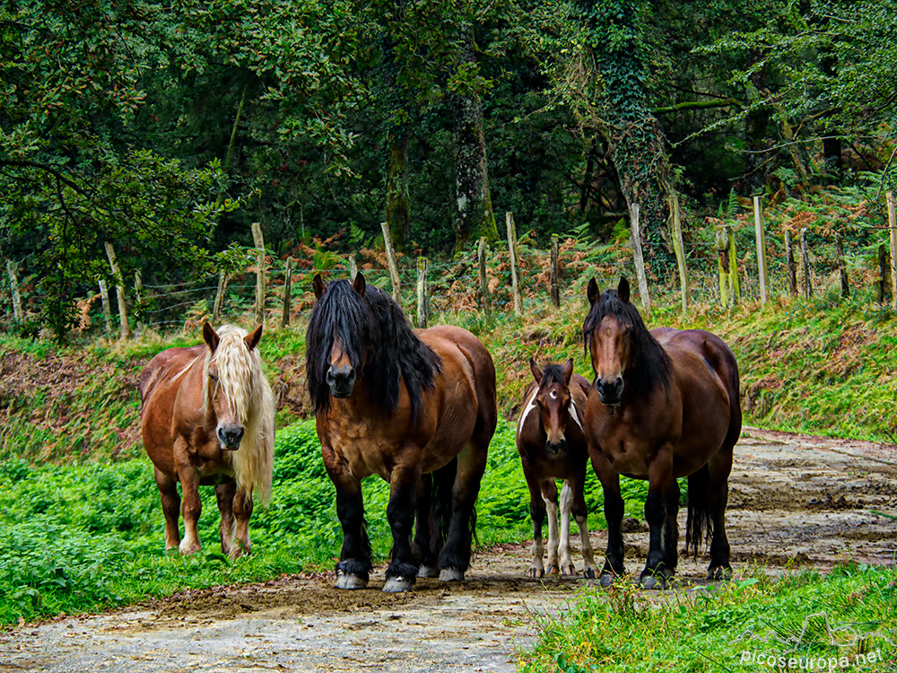 Foto: Humedal de Saldropo, Pais Vasco