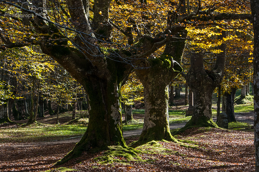 Foto: Bosque de hayas trasmochas