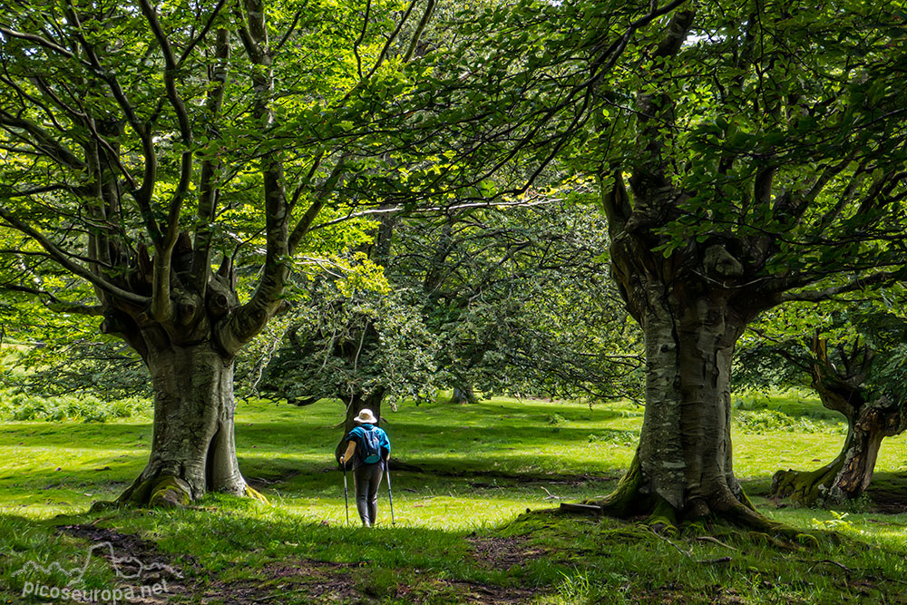 Foto: Bosques y prados son el agradable paisaje alrededor del Puerto de Urkiola