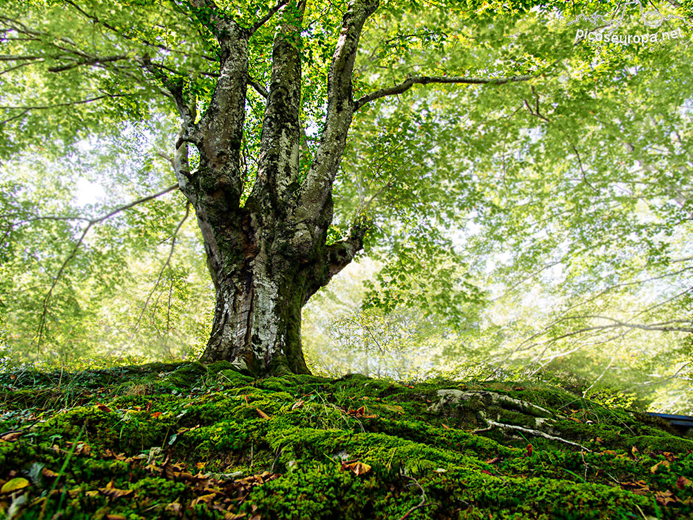 Foto: Urkiola en primavera con sus enormes y bellisimas hayas trasmochas. Pais Vasco.