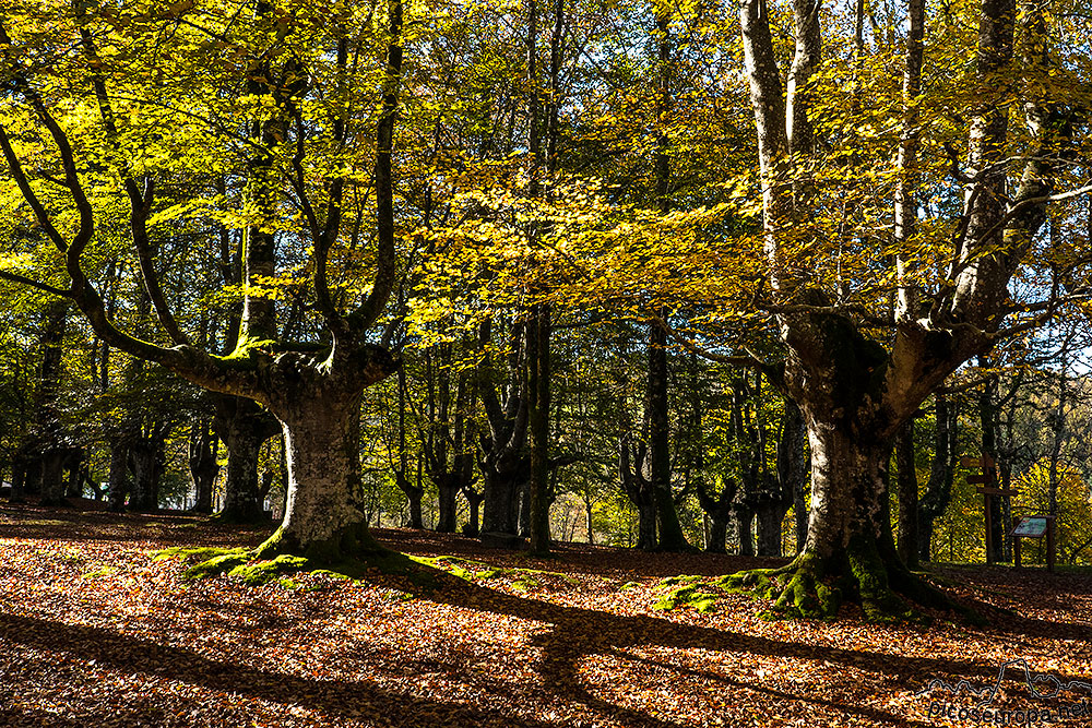 Foto: Bosque de hayas trasmochas