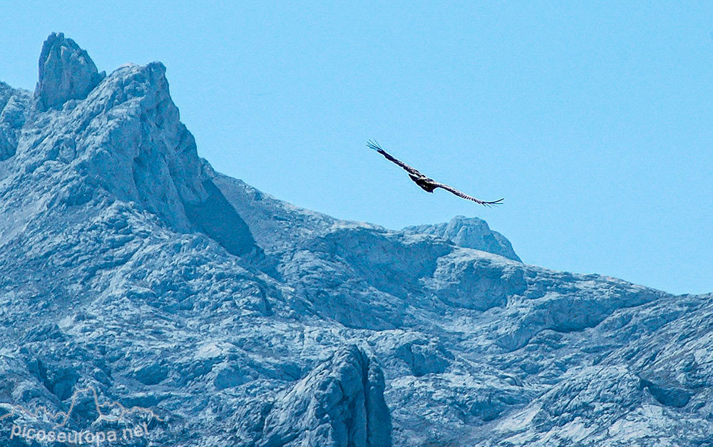 Buitres sobrevolando Picos de Europa