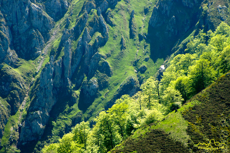 Hoyo la Madre, Cornion, Picos de Europa, Parque Nacional, Asturias