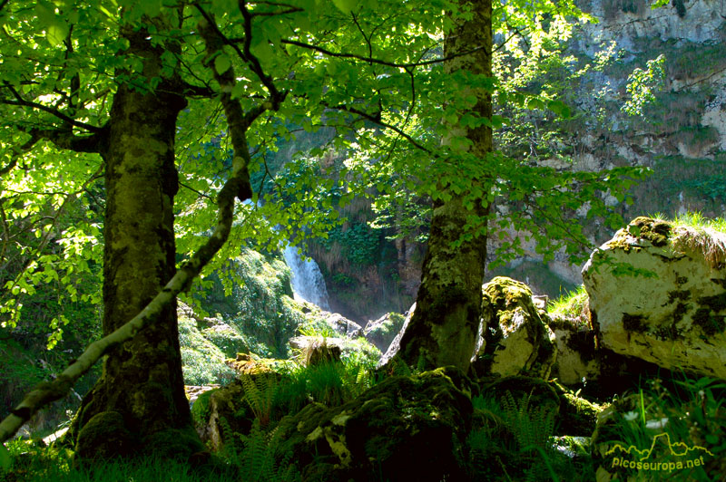 Hoyo la Madre, Cornion, Picos de Europa, Parque Nacional, Asturias