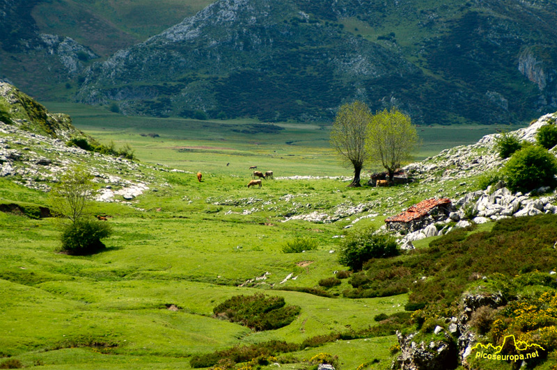 Vega de Comeya, Lagos de Covadonga, Cornion, Picos de Europa, Parque Nacional, Asturias