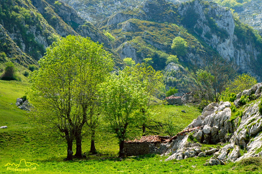 Vega de Comeya, Lagos de Covadonga, Picos de Europa, Parque Nacional, Asturias