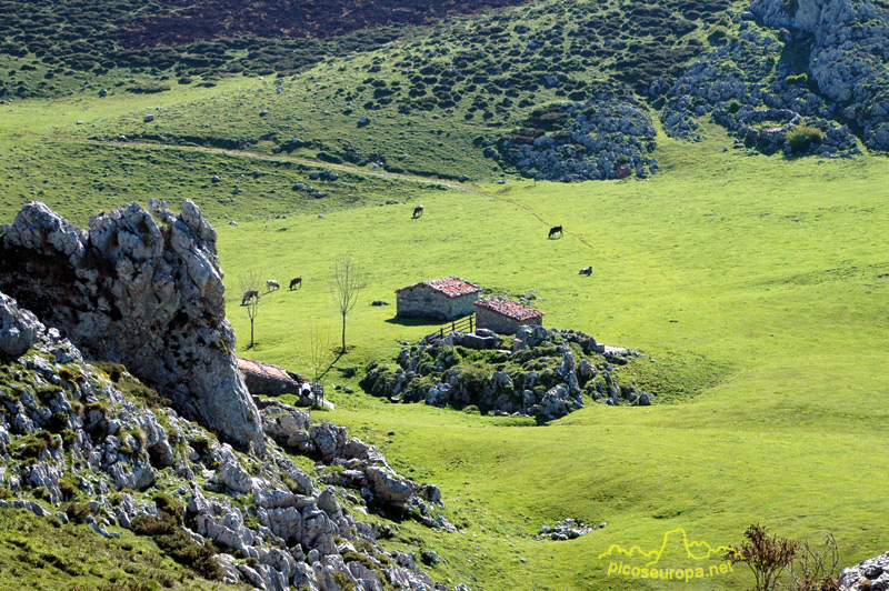 Majada de Belbin, Lagos de Covadonga, Cornion, Picos de Europa, Parque Nacional, Asturias