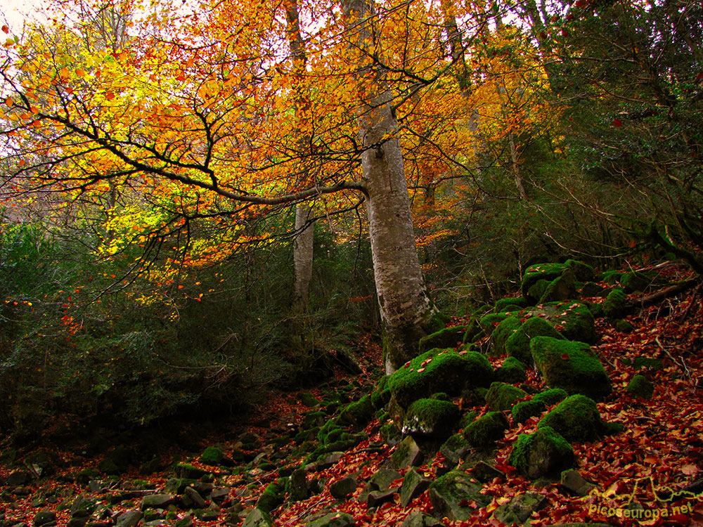 Valle de Anso, sendero ortitológico, Pirineos Occidentales de Huesca