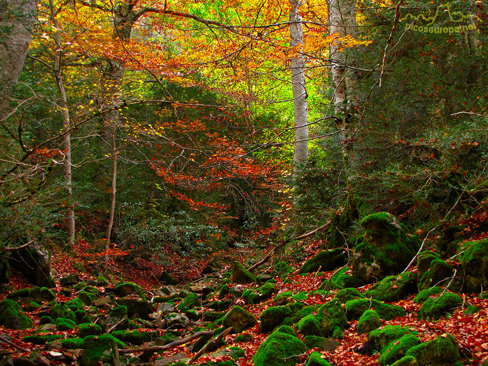 Valle de Anso, sendero ortitológico, Pirineos Occidentales de Huesca