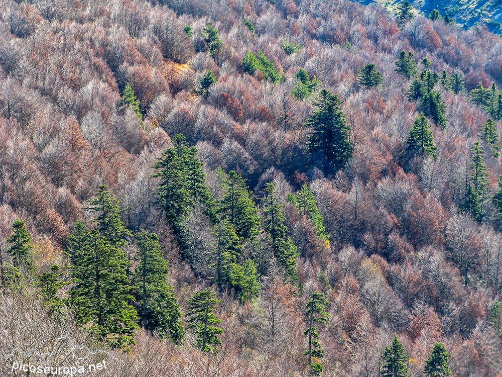 Txamantxoia, Parque Natural de los Valles Occidentales, Pirineos de Huesca, Aragón