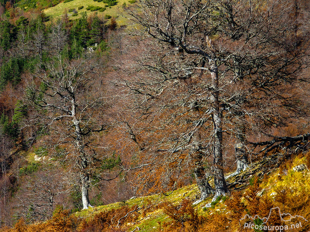 Txamantxoia, Parque Natural de los Valles Occidentales, Pirineos de Huesca, Aragón