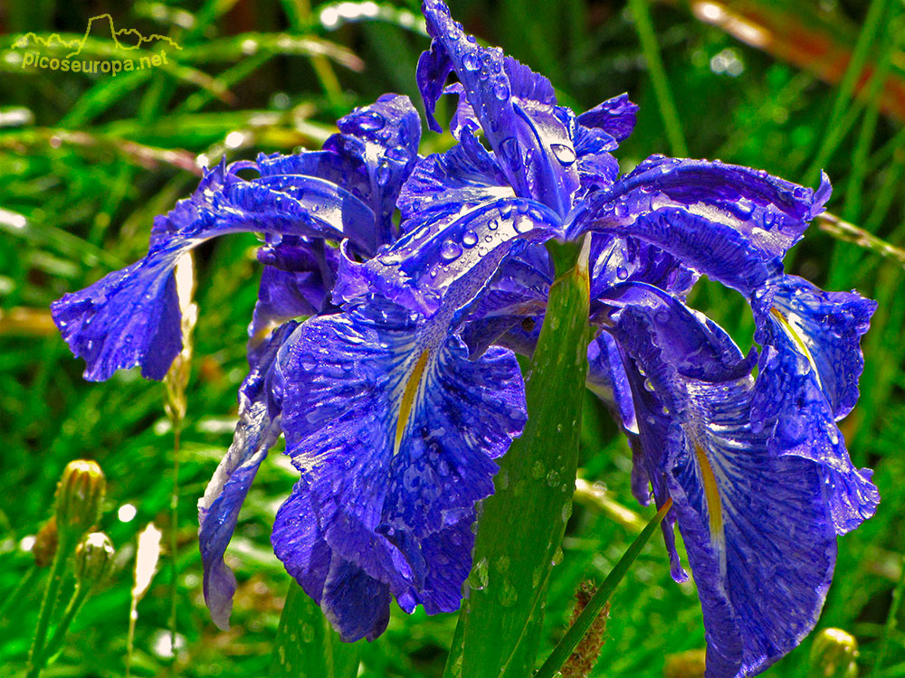 Flora del Valle de Benasque, Pirineos de Huesca