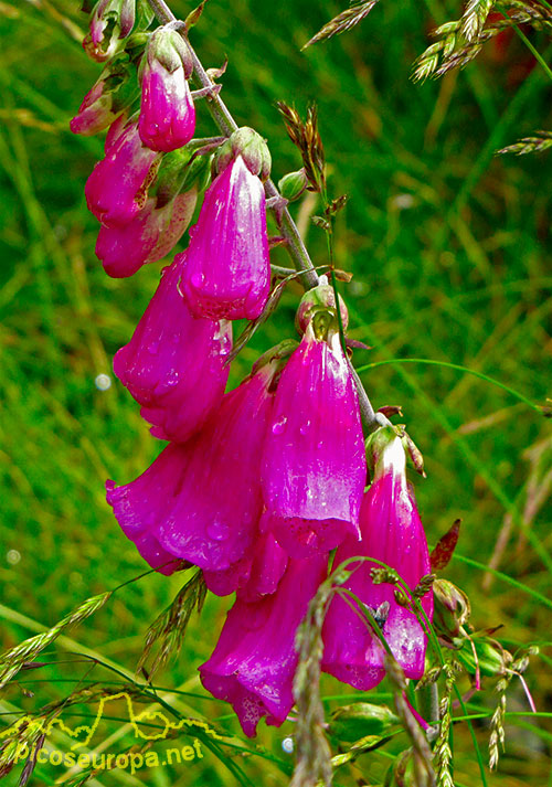 Flora del Valle de Benasque, Pirineos de Huesca