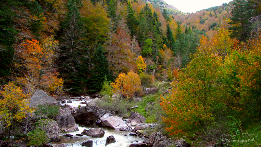 Foto: Otoño en el rio Aragon Subordan, Valle de Hecho, Pirineos de Huesca