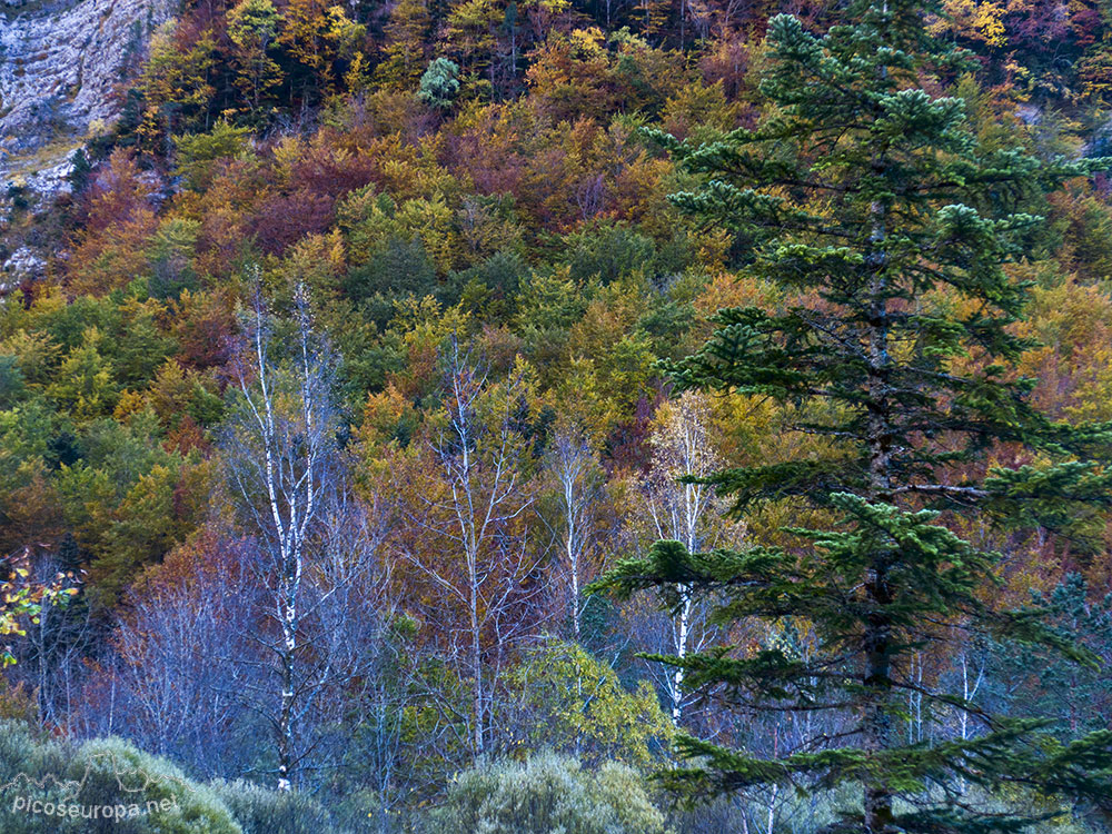 Foto: Paredes del Valle de Ordesa en Otoño