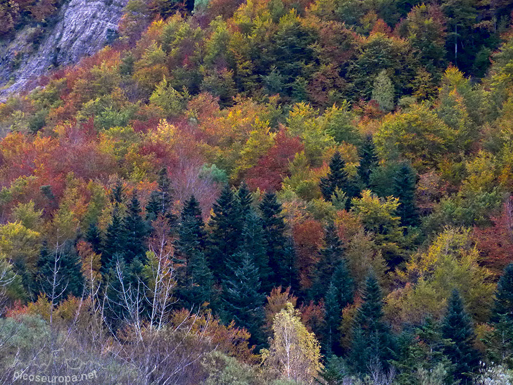 Foto: Paredes del Valle de Ordesa en Otoño