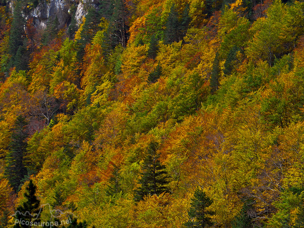 Foto: Paredes del Valle de Ordesa en Otoño