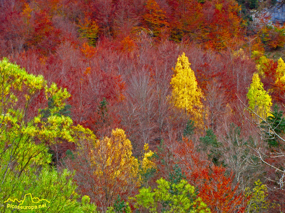 Foto: Otoño en la Pradera de Ordesa, Pirineos de Huesca, Aragon, Parque Nacional de Ordesa y Monte Perdido