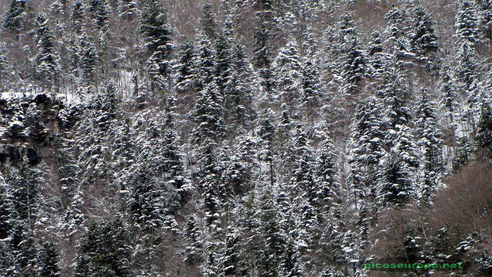 Foto: Invierno en la Pradera de Ordesa, Pirineos de Huesca, Aragon, Parque Nacional de Ordesa y Monte Perdido