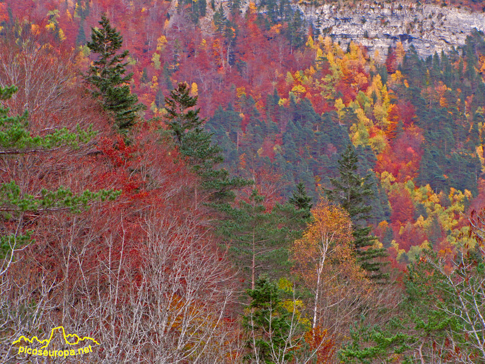 Foto: Otoño en la Pradera de Ordesa, Pirineos de Huesca, Aragon, Parque Nacional de Ordesa y Monte Perdido
