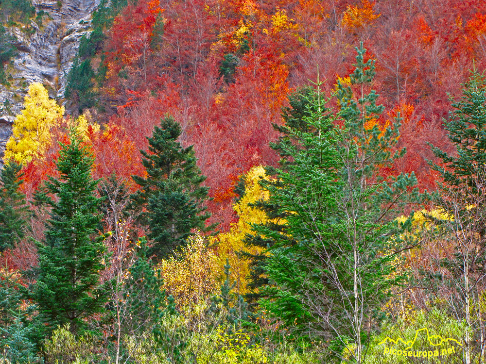 Foto: Otoño en el Valle de Ordesa, Pirineos de Huesca, Aragon