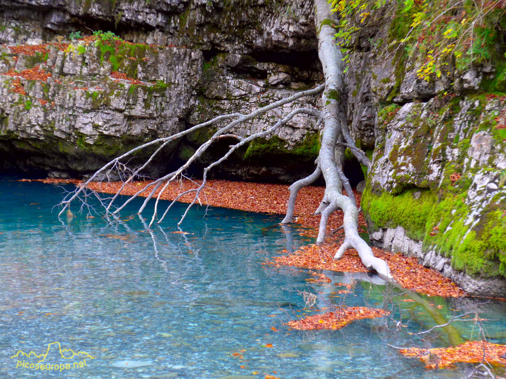 Foto: La belleza también esta en los detalles, recodo del río Arazas, Parque Nacional de Ordesa y Monte Perdido, Pirineos de Huesca, Aragón