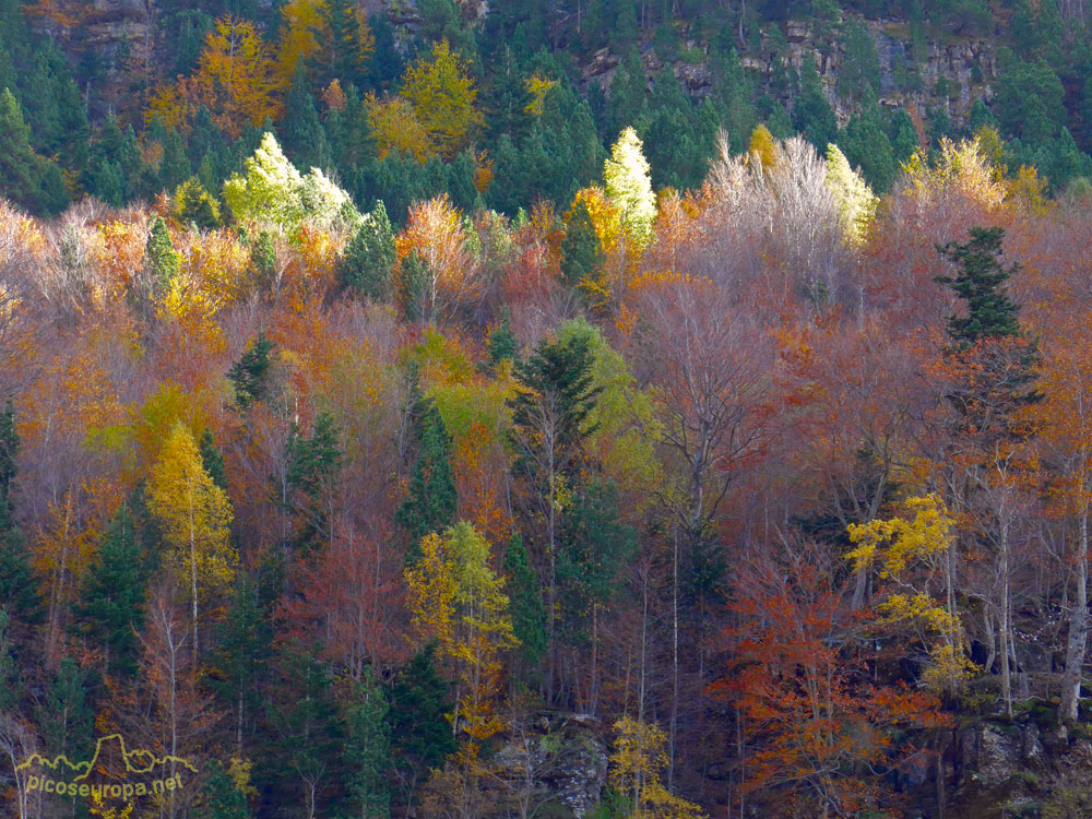 Foto: Bosques del Valle de Ordesa, Parque Nacional de Ordesa y Monte Perdido, Pirineos de Huesca, Aragón