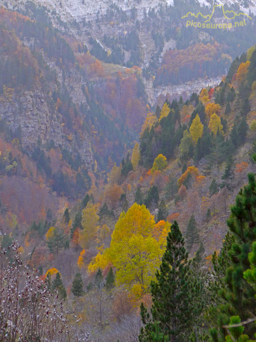 Foto: Bosques del Valle de Ordesa, Parque Nacional de Ordesa y Monte Perdido, Pirineos de Huesca, Aragón