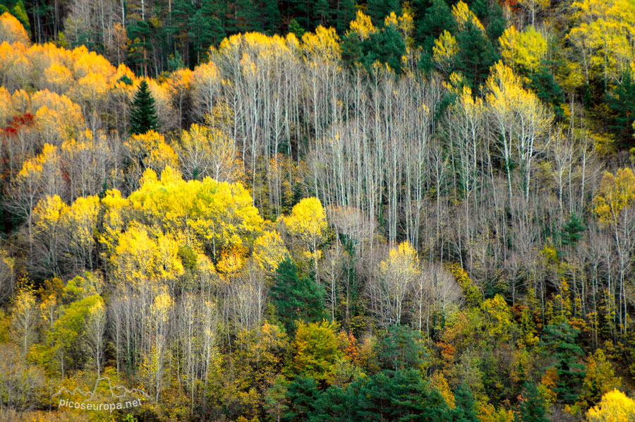 Foto: Bosques en la entrada de Torla, Pirineos de Huesca, Aragon, Parque Nacional de Ordesa y Monte Perdido