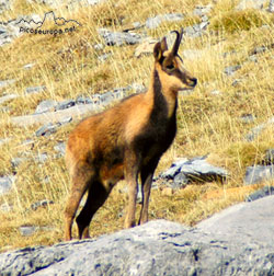 Foto: Rebeco, Pirineos de Huesca, Aragon, Parque Nacional de Ordesa y Monte Perdido