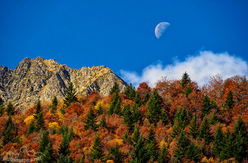 Otoío en la Artiga de Lin, Val d'Aran, Pirineos, Catalunya.