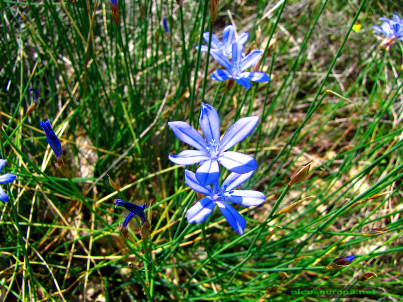 Prados y Flores junto al rio Noguera Ribagorzana