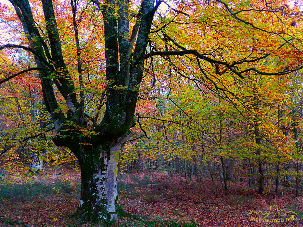 Bosques en el embalse de Urrunaga, Alava, Pais Vasco