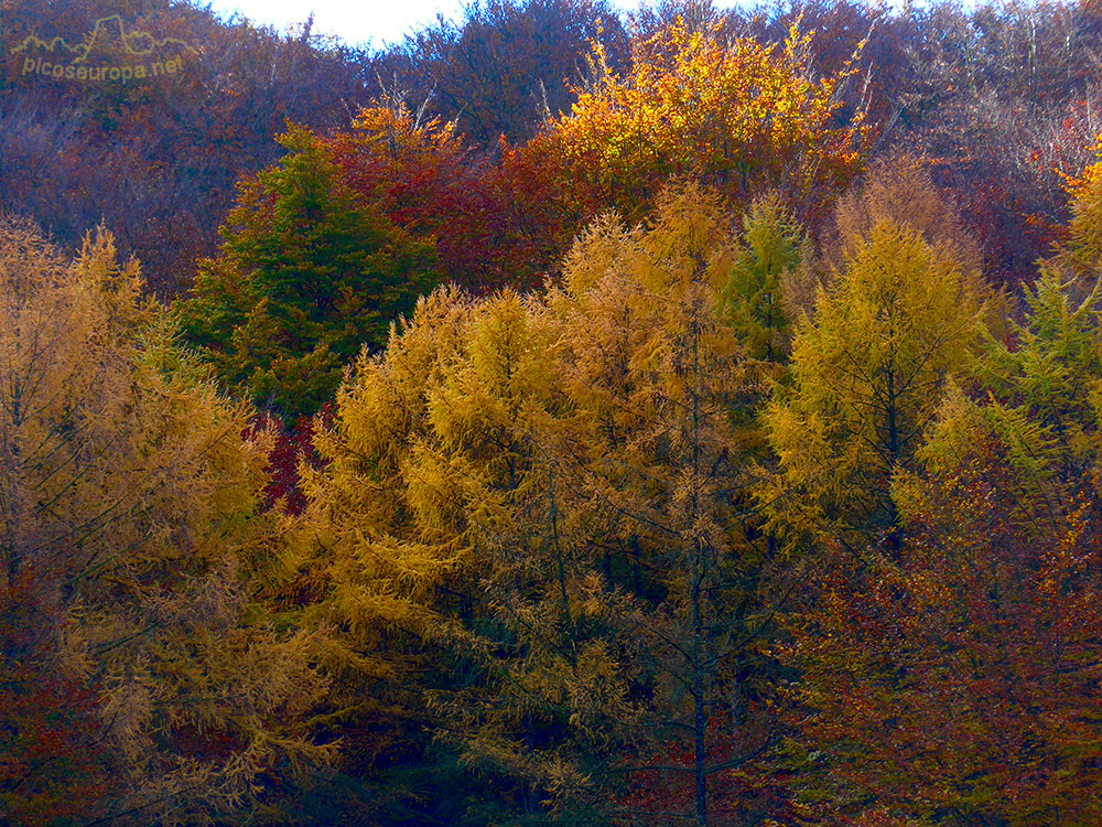 Bosques en el embalse de Urrunaga, Alava, Pais Vasco