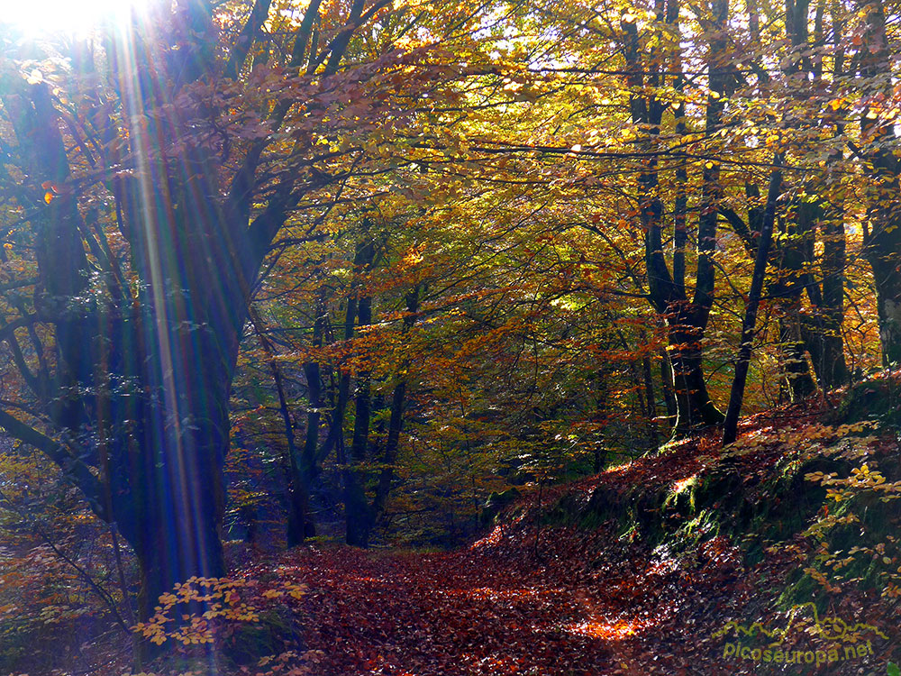 Bosques en el embalse de Urrunaga, Alava, Pais Vasco