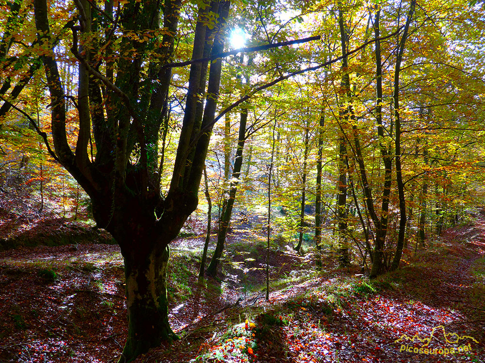 Bosques en el embalse de Urrunaga, Alava, Pais Vasco