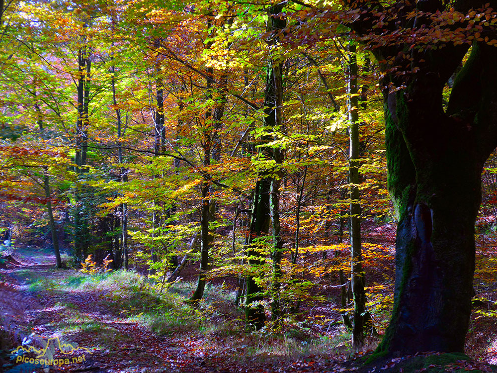 Bosques en el embalse de Urrunaga, Alava, Pais Vasco