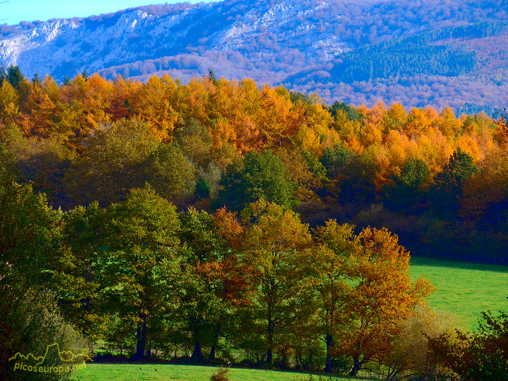 Bosques en el embalse de Urrunaga, Alava, Pais Vasco