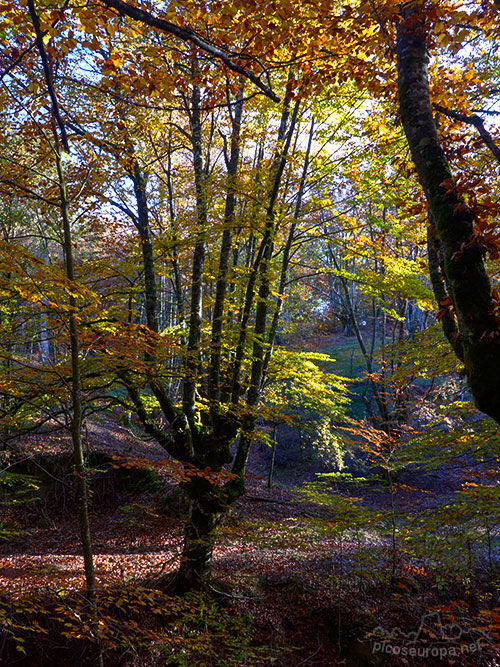 Bosques en el embalse de Urrunaga, Alava, Pais Vasco