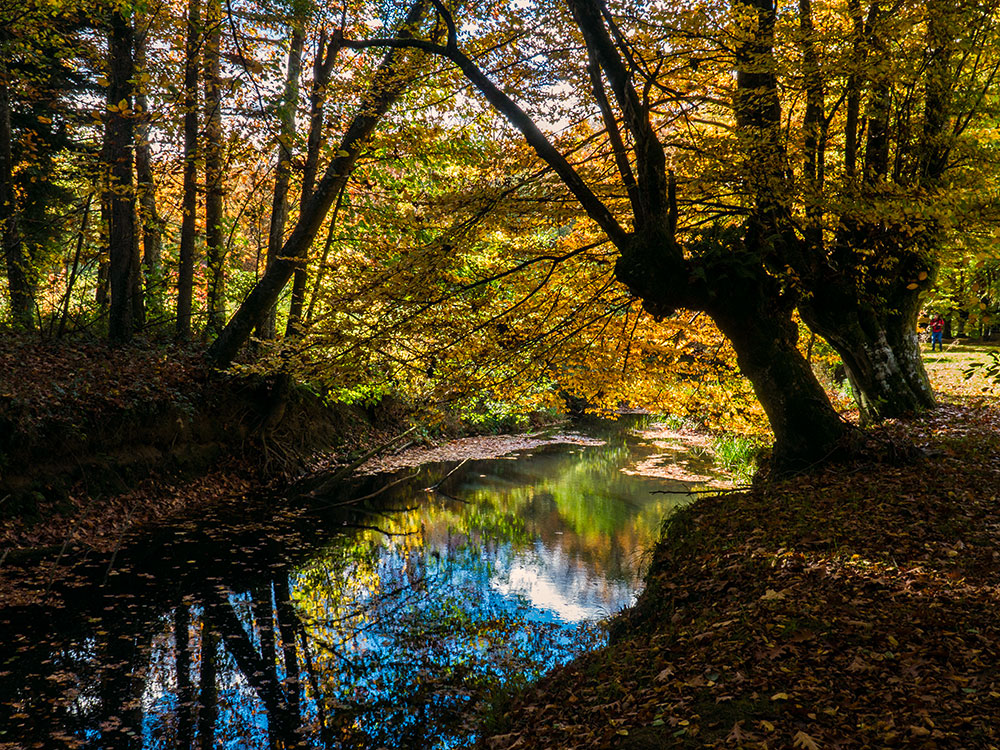 Foto: Otoño en el bosque de Presazelai, Otxandio, Pais Vasco