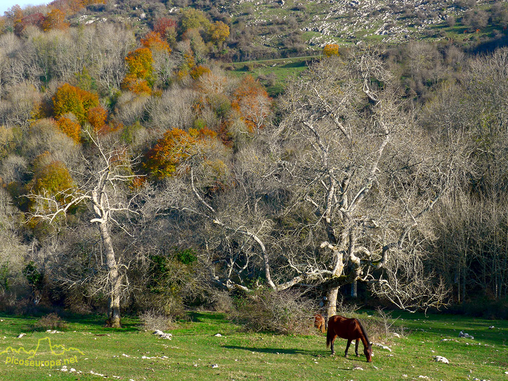 Foto: Otoño en los bosques que rodean el Santurario de la Virgen del Oro, Murguia, Alava, Pais Vasco