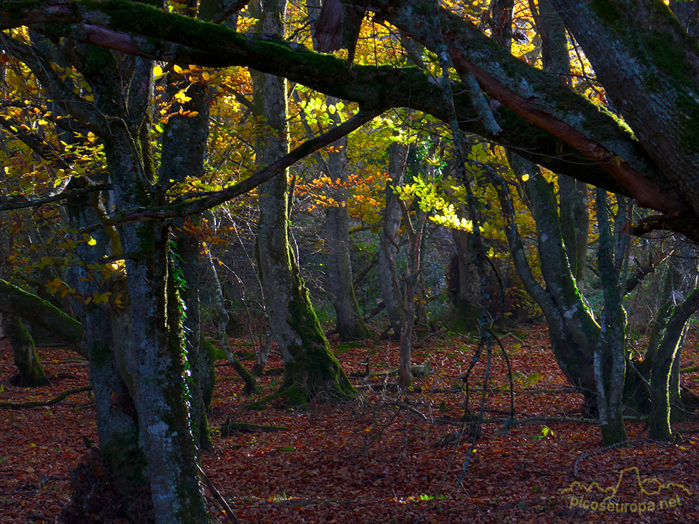 Foto: Otoño en los bosques que rodean el Santurario de la Virgen del Oro, Murguia, Alava, Pais Vasco