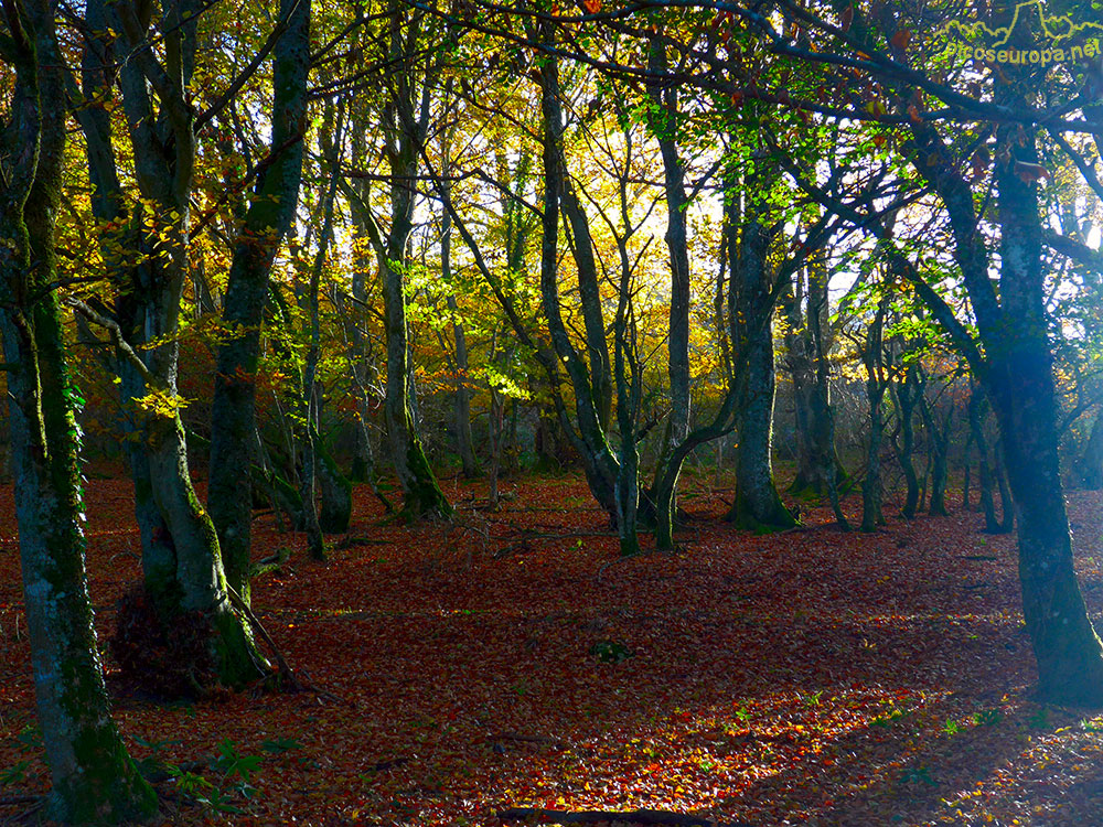 Foto: Otoño en los bosques que rodean el Santurario de la Virgen del Oro, Murguia, Alava, Pais Vasco