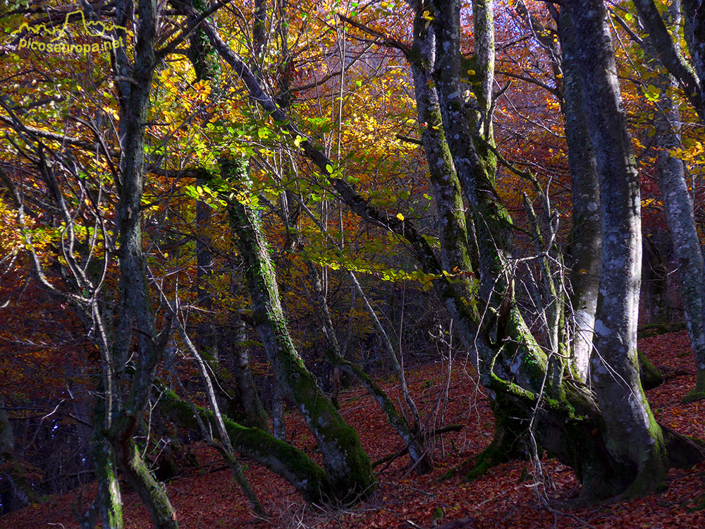 Foto: Otoño en los bosques que rodean el Santurario de la Virgen del Oro, Murguia, Alava, Pais Vasco