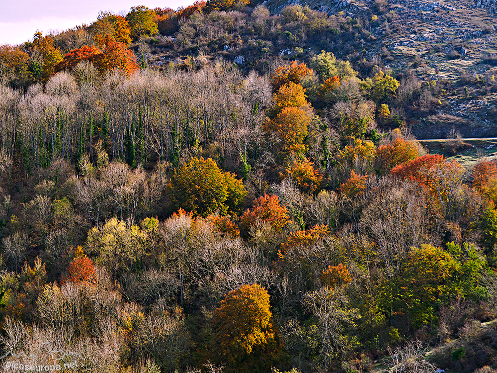 Foto: Otoño en los bosques que rodean el Santurario de la Virgen del Oro, Murguia, Alava, Pais Vasco