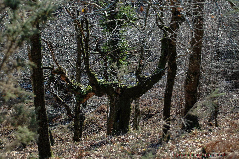 Un paseo desde Arangas, Cabrales, Asturias