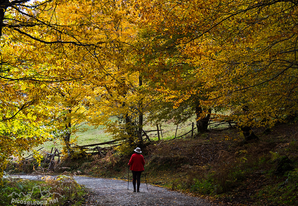 Foto: Otoño en la zona del Mirador de Las Bedules, Parque Natural de Ponga, Asturias