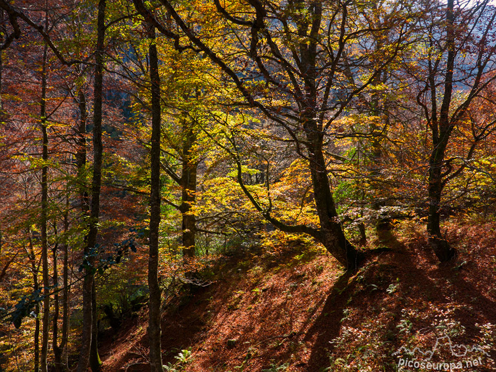 De Tarna a la Vega de Pociello, un paseo de otoño, Parque Natural de Redes, Asturias