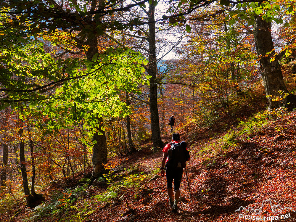 Bosque de Fabucado entre la Vega de La Ablanosa y la Vega Pociello. Parque Natural de Redes, Asturias