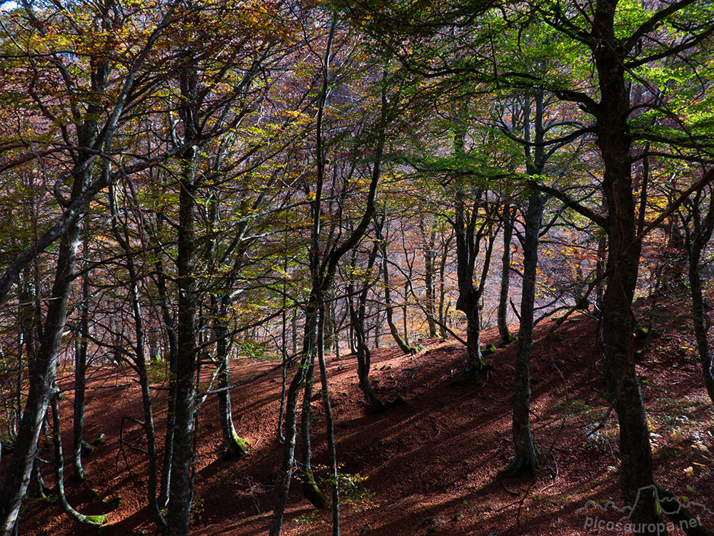 Bosque de Fabucado entre la Vega de La Ablanosa y la Vega Pociello. Parque Natural de Redes, Asturias